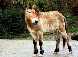 Тут скорее вот кто кусь делает