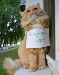 Прикольные и смешные картинки