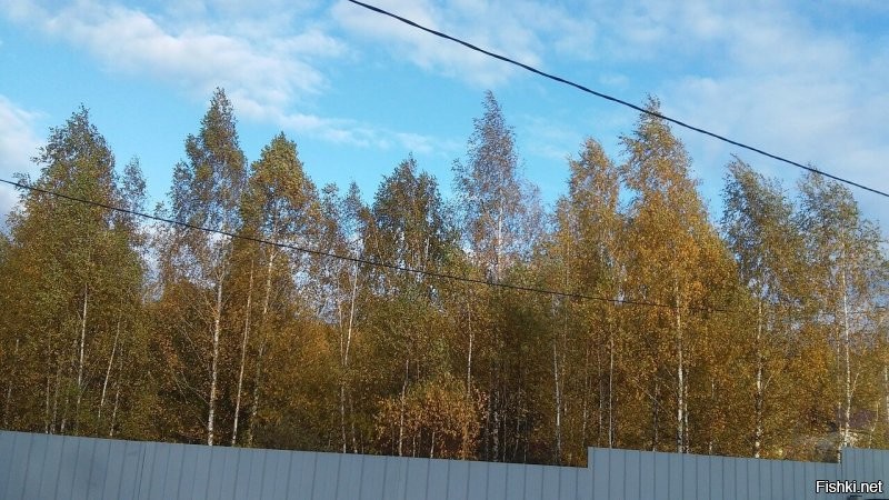 У меня за забором начинается перелесок.Твари такие водятся- не то что сетку-джинсу и брезент пробивают).  А мне еще не повезло, меня кусают всегда. Так что, реппеленты и фумитокс с мая по ноябрь(