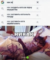 Кот, арестованный за перевозку наркотиков, сбежал из тюрьмы