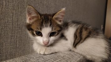 Ты думаешь котёнок хлеще COVID-19?