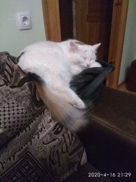 Наша, - кошка, правда. Подобрана на дороге. Никаких пород. Самое преданное существо на земле.