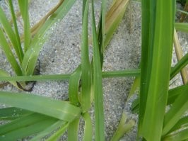 Нашел таки крупным планом.))