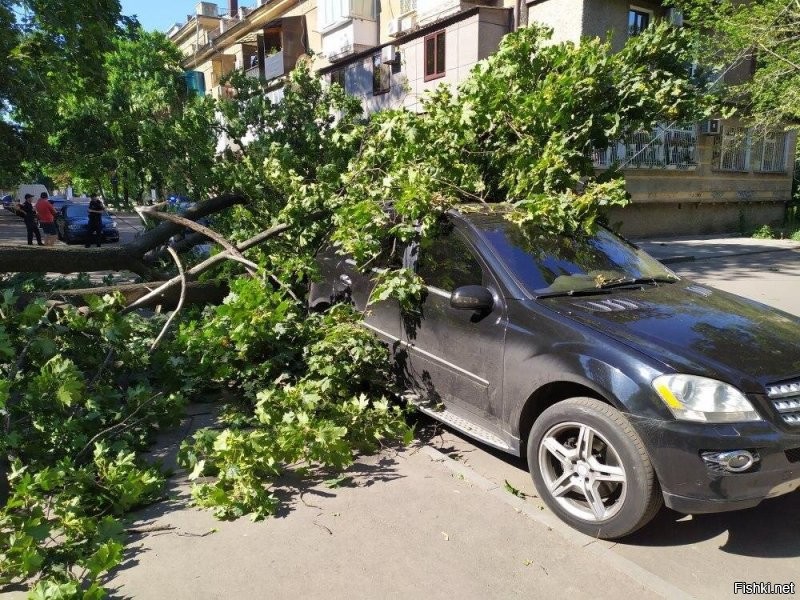 Вот сразу двух. Вчера в Одессе.