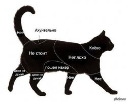 Все котоманы знают, где именно чесать котов. У основания хвоста можно, им нравится. Можно даже слегка похлопать по этому месту, кот будет благодарен.