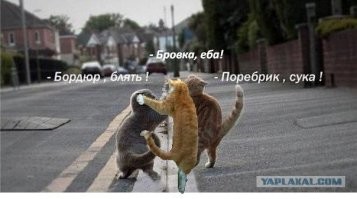 Пешеход из Питера набросился с кулаками на водителя, наехавшего на "зебру"