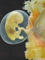 НАСА смоделировало форму пузыря гелиосферы вокруг Солнечной системы и… она оказалась очень необычной