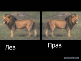 Прикольные и смешные картинки