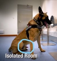 А вот как наши собачки реагируют на запах коронавируса.