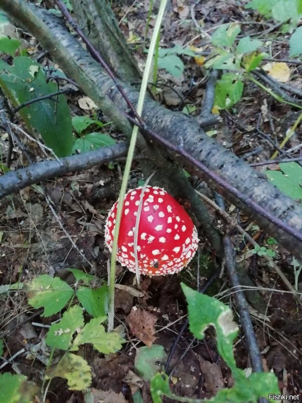 Спешл фо ю)
ПС. Фото свежее. Вчерашнее))