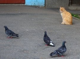 Как скучно я живу: невероятные приключения голубей в России