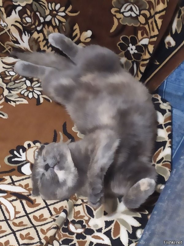 Наша вот так еще может)))