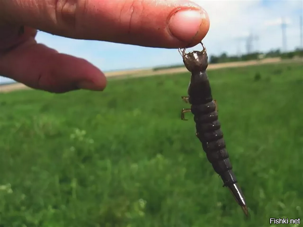 ...а это его личинка!