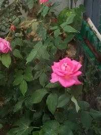 Не, я раздвигаю шторы, а там абрикосы, персики прямо в окно, цветочки всякие разные... Вот эту троянду обожаю- она без шипов и прямо в окно цветёт.