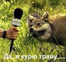 Взрыв шаблона: Летом до 80% рациона волков состоит из ягод. Как же так?