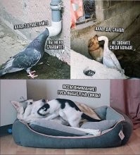 Как скучно я живу: невероятные приключения голубей в России