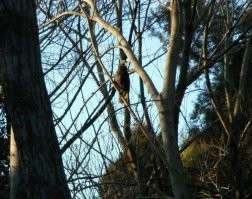 Жил один рядом с нами.