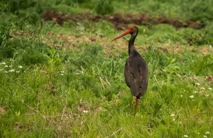 Впечатляющие работы фотографа дикой природы Андрея Гудкова