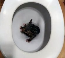 А это тебе на память ))) чтобы каждое утро вспоминал )))