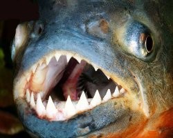 Зубы пираньи. А паку на фото орешки грызет.