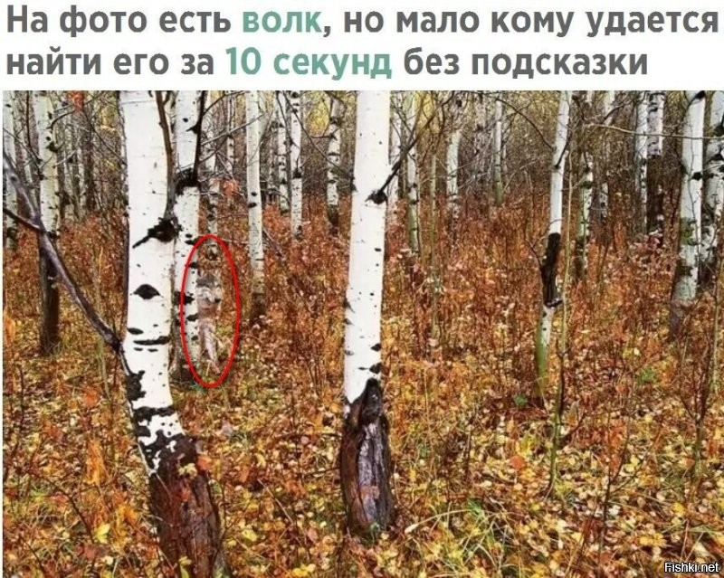 Солянка от 08.08.2020