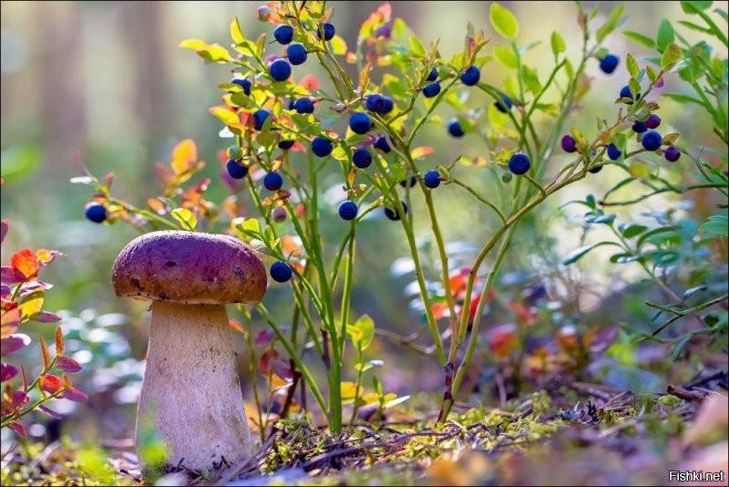 Солянка от 08.08.2020