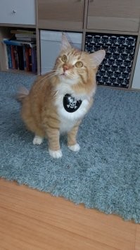 я сначала подумал это мой) похож, даже одеялко на котором спит мой такое же)))))))))) тоже подобрал на улице)))))) а на лето его побрил)))))