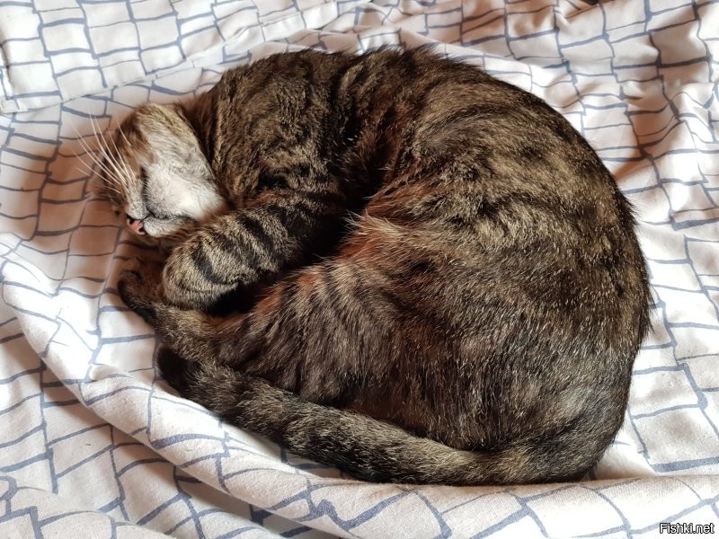 Сегодня всемирный день кошек )