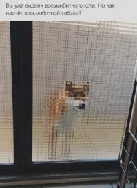 Что будет, если посмотреть на животных через стеклянные предметы