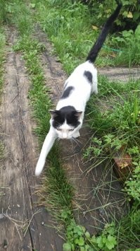 Драматичные котейки, у которых почему-то еще нет "Оскара"