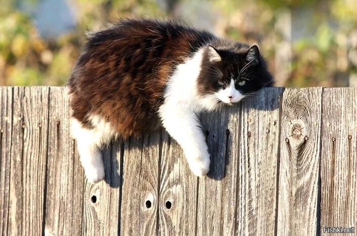 С праздником! (В мире всё кот, даже Мамонт, он большой, но все равно - кот)