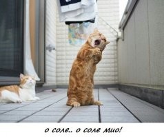 Драматичные котейки, у которых почему-то еще нет "Оскара"