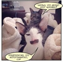 Что будет, если посмотреть на животных через стеклянные предметы