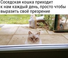 Драматичные котейки, у которых почему-то еще нет "Оскара"
