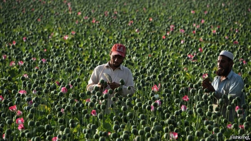 Вот еще пример озеленения территории в соседней стране