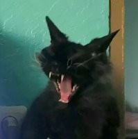 Драматичные котейки, у которых почему-то еще нет "Оскара"