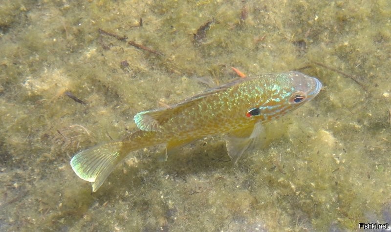 на том-же озере