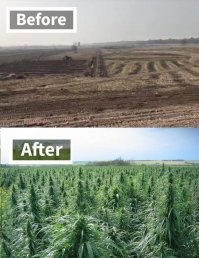 Пакистан накрыло цунами в 10 миллиардов деревьев