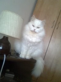 У нас так набралось четверо подобранцев,белый приполз к нам во двор с разбитой мордочкой,без зубов,со сломанными задними лапами