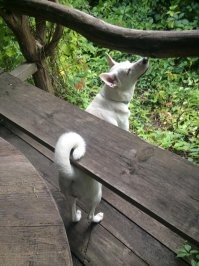 согласна с вами на 100%
я однажды зимой ,заезжая во двор дома ,увидела картонную коробку в колее .Вышла убрать ,а там щенок .Взяла домой ,хотела найти добрые руки .
10 лет прошло ..ищу до сих пор )))