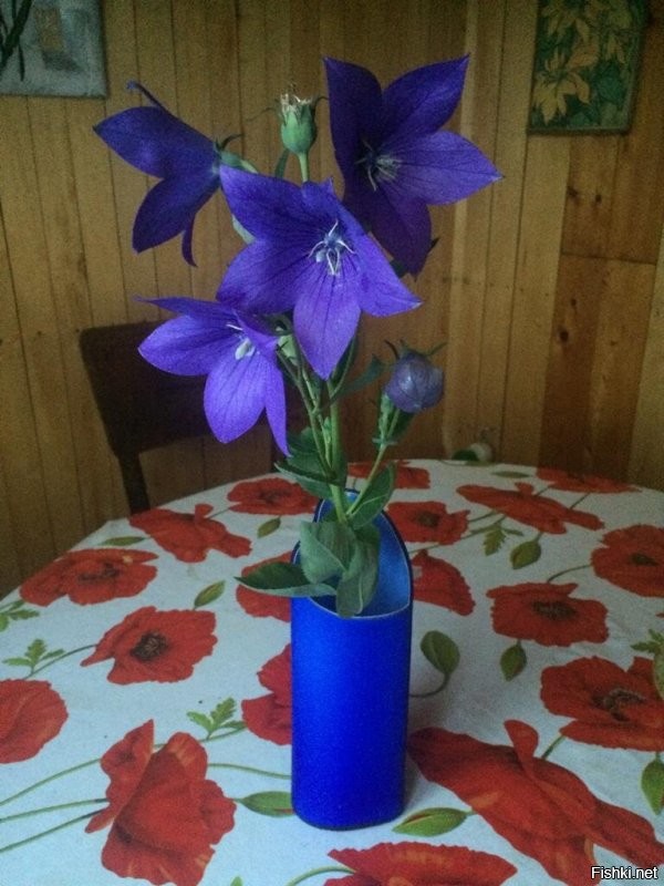 Солянка от 09.08.2020