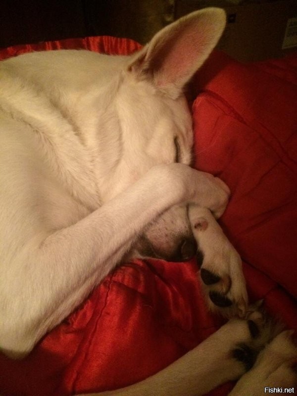 Та еще воображуля)))
особенно спит смешно