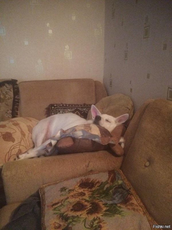 Та еще воображуля)))
особенно спит смешно