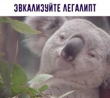 Прикольные и смешные картинки