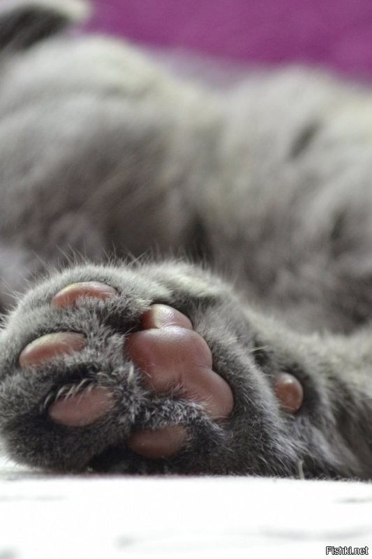 Солянка от 09.08.2020