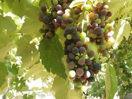 Вотьимана! Прошлой осенью заготовил 60 литров белого из рислинга, ~120 литров красного из изабеллы - до весны попивал в своё удовольствие. И уже зреет виноград этого года.