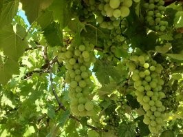 Вотьимана! Прошлой осенью заготовил 60 литров белого из рислинга, ~120 литров красного из изабеллы - до весны попивал в своё удовольствие. И уже зреет виноград этого года.