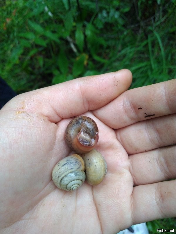 Солянка от 10.08.2020