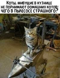 Коты в кузнеце про порно знают ?