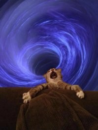 Ну вот примерно так домашние кошки видят пылесос